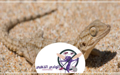 شركة مكافحة الطيطار عجمان 0553886746