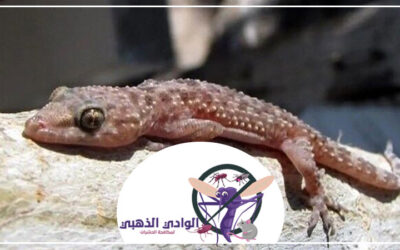 شركة مكافحة الطيطار في دبي 0553886746