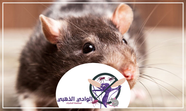 شركة مكافحة القوارض في الفجيرة