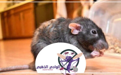 شركة مكافحة الفئران في الشارقة