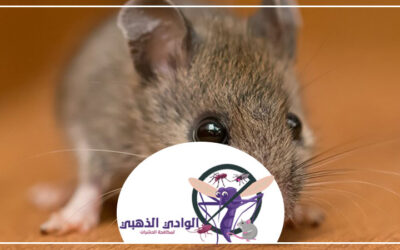شركة مكافحة الفئران في العين