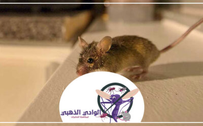 شركة مكافحة القوارض في الشارقة 0553886746