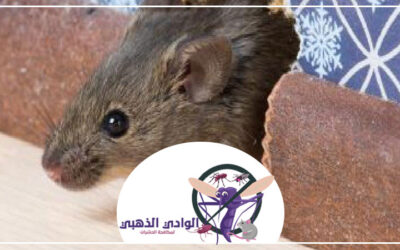 شركة مكافحة القوارض في دبي 0553886746