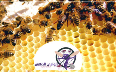 شركة مكافحة النحل في الشارقة