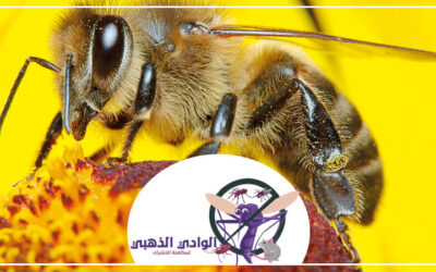 شركة مكافحة النحل في العين