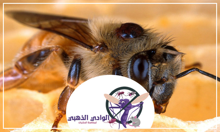 شركة مكافحة النحل في دبي