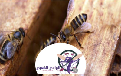 شركة مكافحة النحل في دبي 0553886746