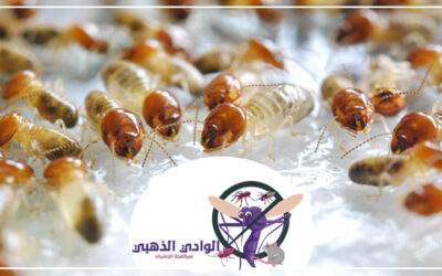 شركة مكافحة النمل في الشارقة 0553886746
