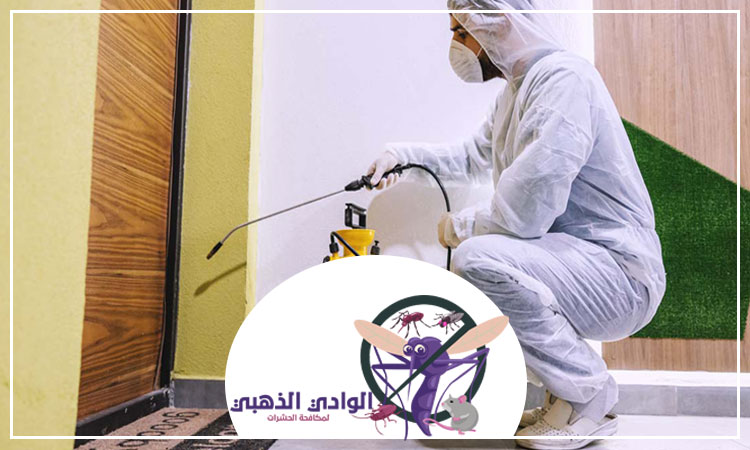 شركة مكافحة حشرات في دبي