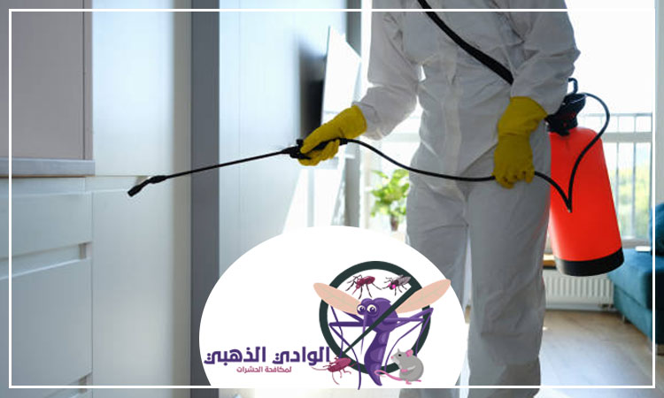 شركة مكافحة حشرات في دبي