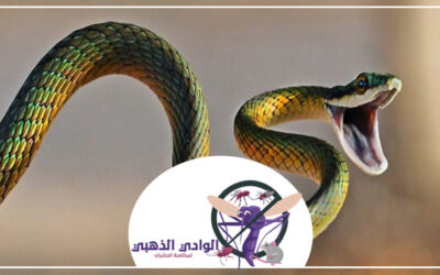 مكافحة الأفاعى في ام القيوين 0553886746