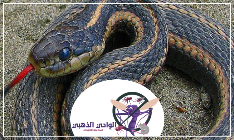 مكافحة الأفاعى في راس الخيمة