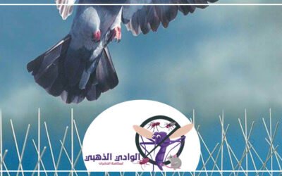 مكافحة الحمام في العين 0553886746