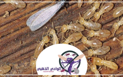 مكافحة الرمة في ام القيوين 0553886746