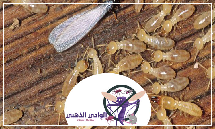 شركة مكافحة الرمة راس الخيمة