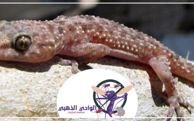 شركة مكافحة الطيطار في رأس الخيمة 0553886746