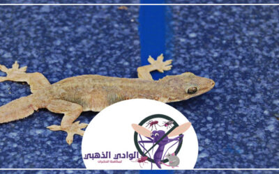 مكافحة الطيطار في ام القيوين 0553886746