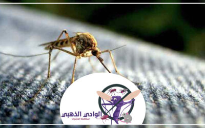 مكافحة الناموس في العين