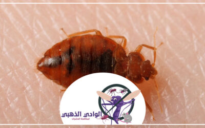 مكافحة بق الفراش في العين