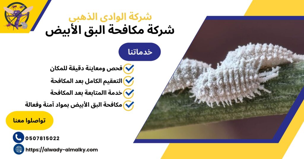 شركة مكافحة البق الابيض