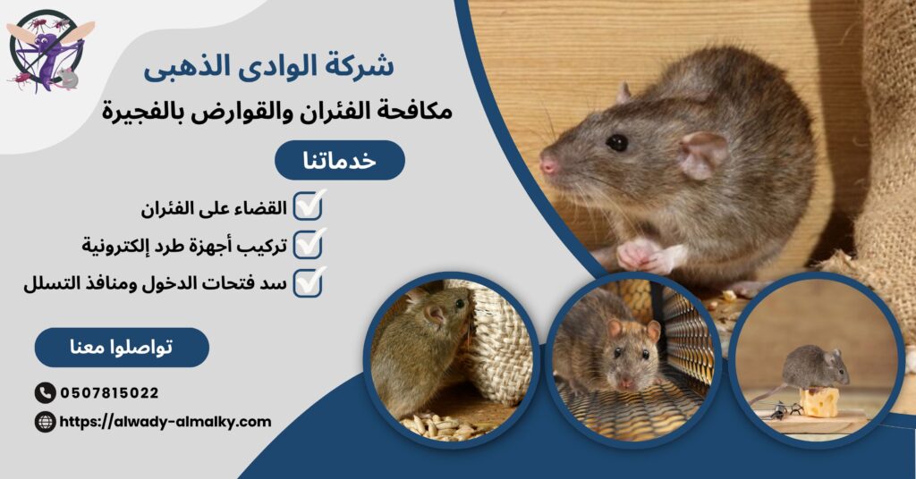 مكافحة الفئران والقوارض بالفجيرة
